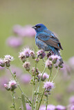 Image. Indigo Bunting