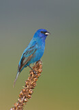 Image. Indigo Bunting