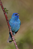 Image. Indigo Bunting