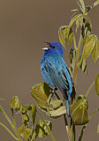 Image. Indigo Bunting
