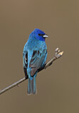 Image. Indigo Bunting
