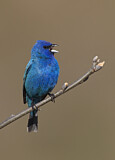 Image. Indigo Bunting