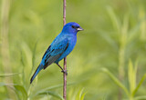 Image. Indigo Bunting