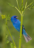 Image. Indigo Bunting