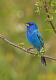 Image. Indigo Bunting
