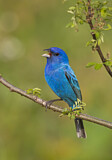 Image. Indigo Bunting