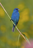 Image. Indigo Bunting