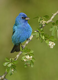 Image. Indigo Bunting