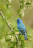Image. Indigo Bunting