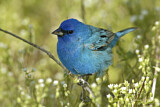 Image. Indigo Bunting