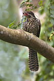 Image. Indischer Koel