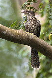 Image. Indischer Koel