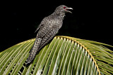 Image. Indischer Koel