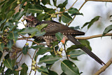Image. Indischer Koel