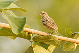 Image. Indochinese Bush Lark