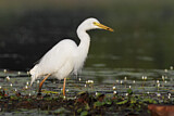 Image. Intermediate Egret