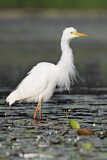Image. Intermediate Egret