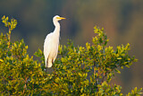 Image. Intermediate Egret