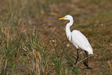 Image. Intermediate Egret