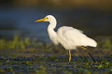 Image. Intermediate Egret