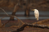 Image. Intermediate Egret