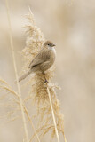 Image. Iraq Babbler