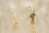 Image. Iraq Babbler