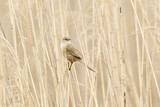 Image. Iraq Babbler
