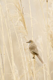 Image. Iraq Babbler