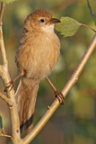 Image. Iraq Babbler