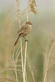 Image. Iraq Babbler