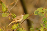 Image. Irrawaddy Bulbul