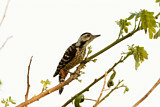 Image. Isabellbrustspecht
