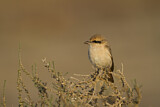 Image. Isabelline Shrike