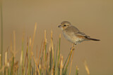 Image. Isabelline Shrike
