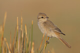 Image. Isabelline Shrike