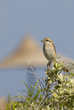 Image. Isabelline Shrike