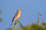 Image. Isabelline Shrike