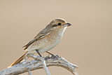 Image. Isabelline Shrike