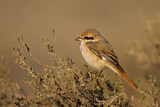 Image. Isabelline Shrike