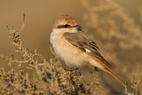 Image. Isabelline Shrike