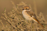 Image. Isabelline Shrike