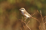 Image. Isabelline Shrike