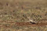 Image. Isabelline Wheatear