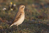Image. Isabelline Wheatear
