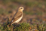 Image. Isabelline Wheatear
