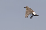 Image. Isabelline Wheatear