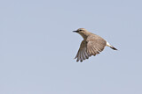 Image. Isabelline Wheatear
