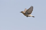 Image. Isabelline Wheatear