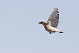 Image. Isabelline Wheatear